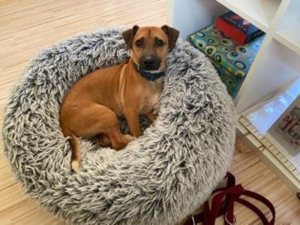 Rudolf, fröhlicher Hundemann, ca. 2 Jahr