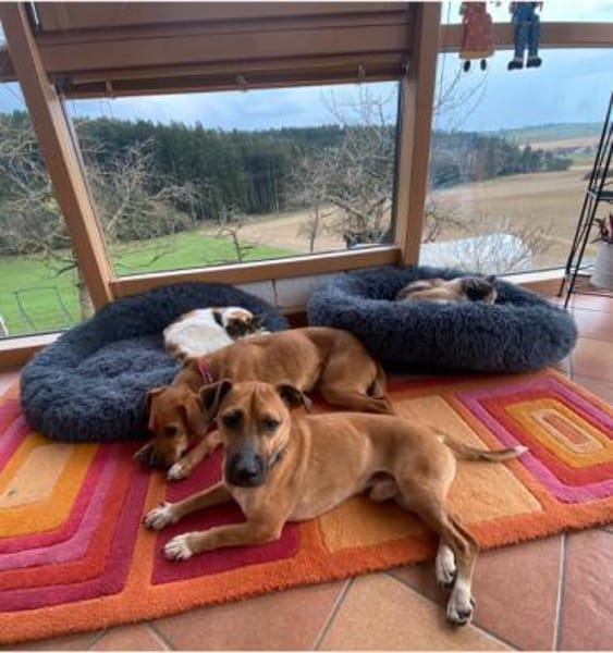 Rudolf, fröhlicher Hundemann, ca. 2 Jahr