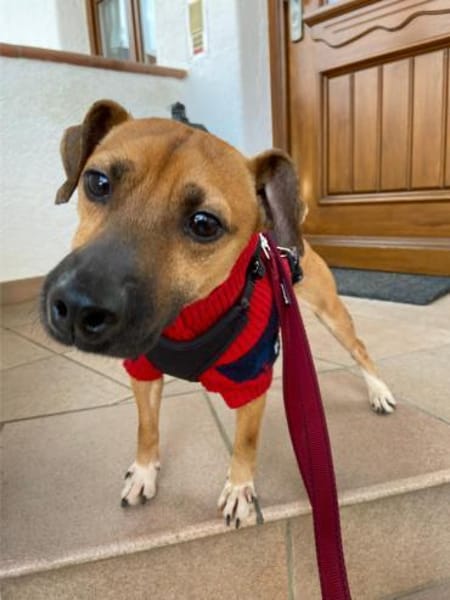 Rudolf, fröhlicher Hundemann, ca. 2 Jahr