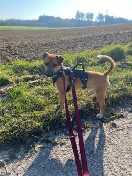 Rudolf, fröhlicher Hundemann, ca. 2 Jahr