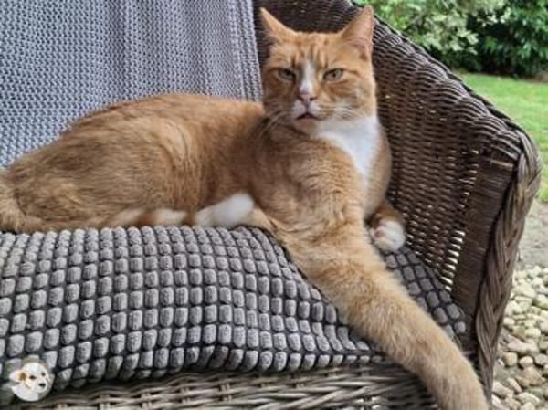 Charlie und Paula suchen ruhiges Zuhause