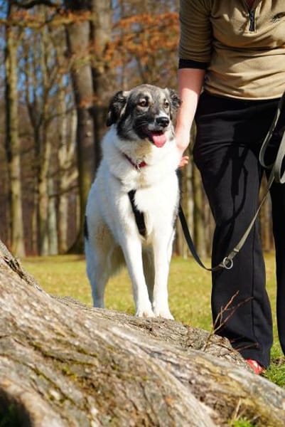 Hedi  Große Seele auf vier Pfoten