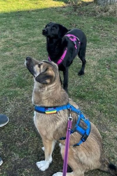 Rey - Loyale Freundin sucht Dich!