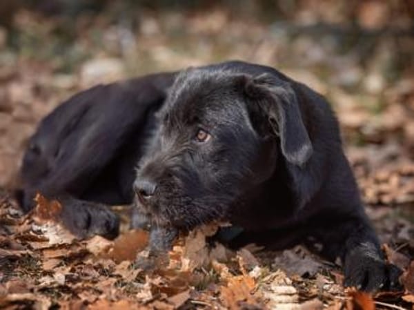 Palma möchte Ihnen Freude bereiten