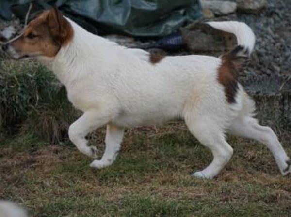 Adoptanten für Rafano gesucht