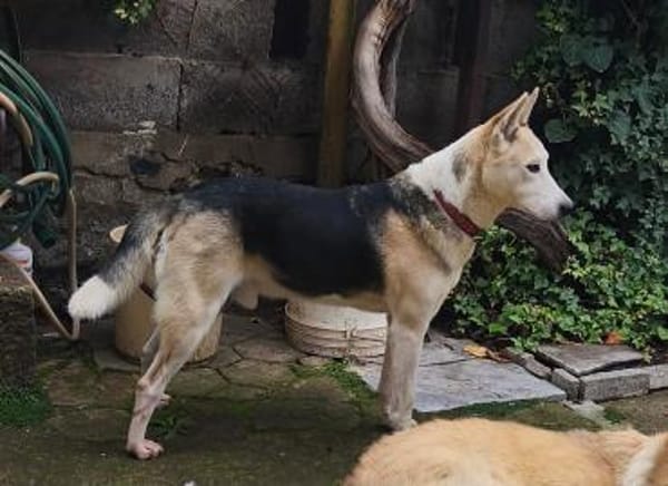 Mozart 💜sucht sein Zuhause!