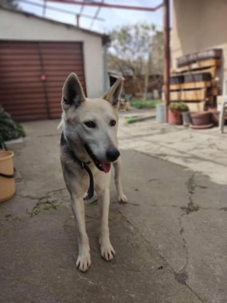 Mozart 💜sucht sein Zuhause!