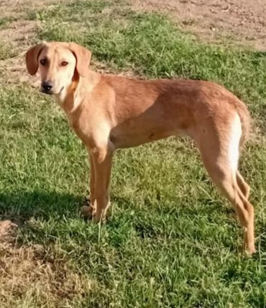 Goldy sucht ein neues Zuhause