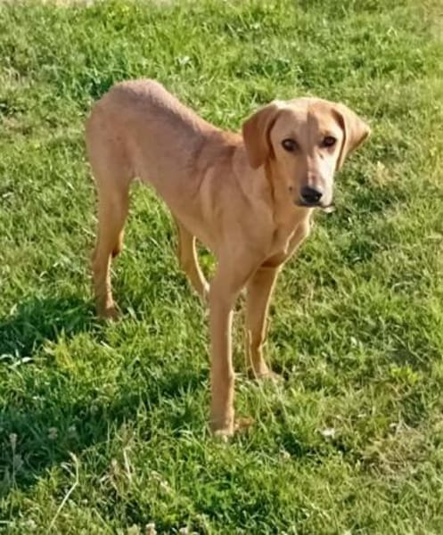 Goldy sucht ein neues Zuhause