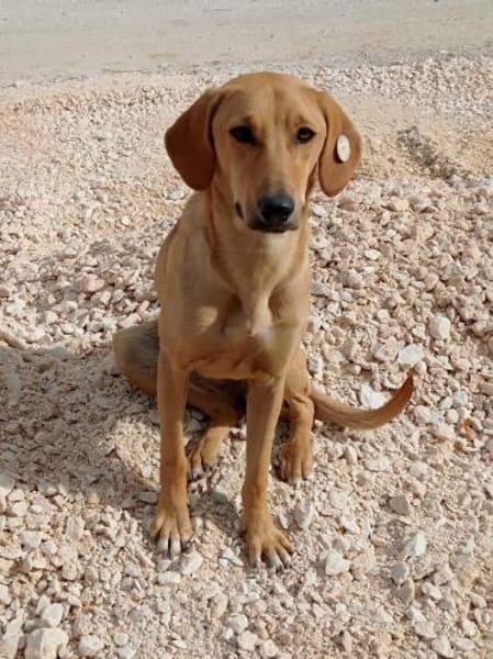 Goldy sucht ein neues Zuhause