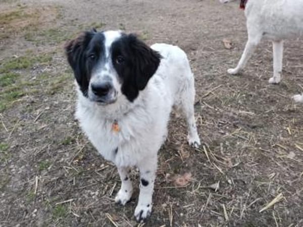 Liebenswerter Lenny sucht Familie