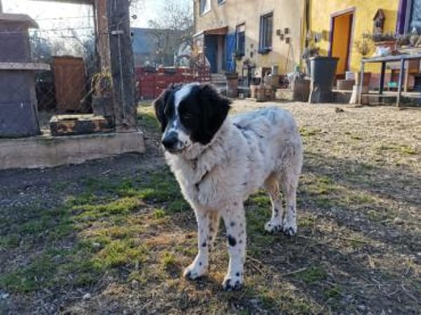 Liebenswerter Lenny sucht Familie