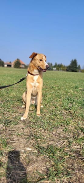 Simba-junger sportlicher Rüde