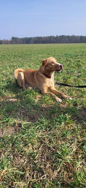 Simba-junger sportlicher Rüde