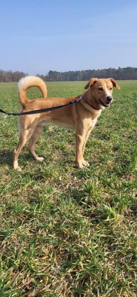 Simba-junger sportlicher Rüde