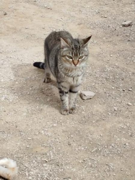 Sanfte, junge Katze Jasmin