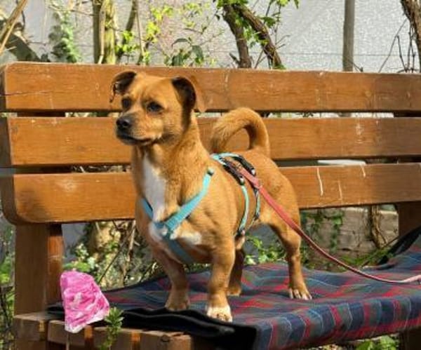 Hawk  kleiner Herzenshund