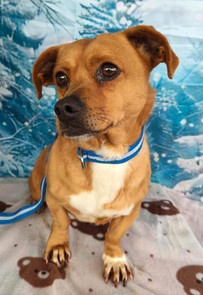 Hawk  kleiner Herzenshund