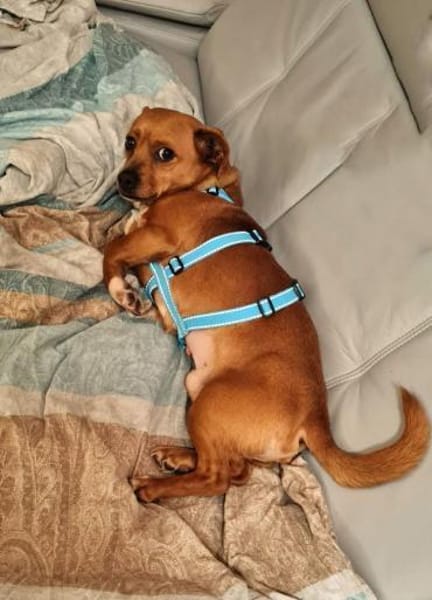 Hawk  kleiner Herzenshund