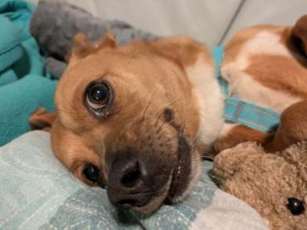 Hawk  kleiner Herzenshund