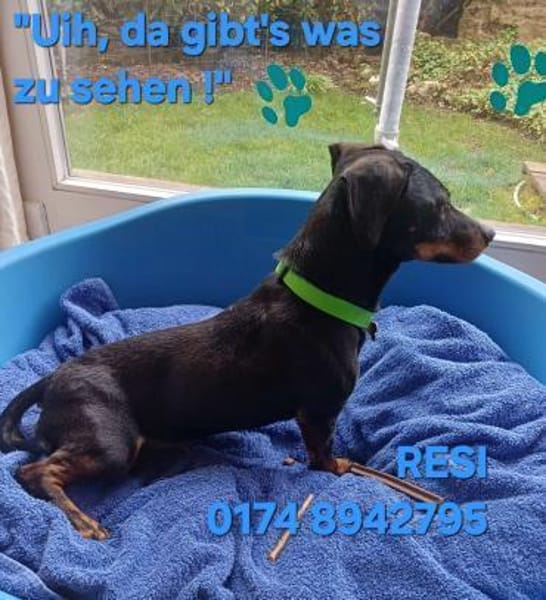 RESI  hofft auf liebevolles Zuhause