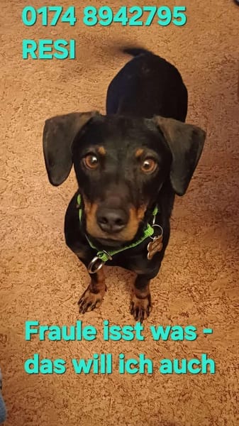 RESI  hofft auf liebevolles Zuhause