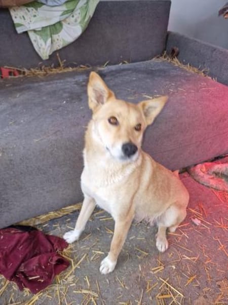 Talia, junge Hundemama sucht Körbchen