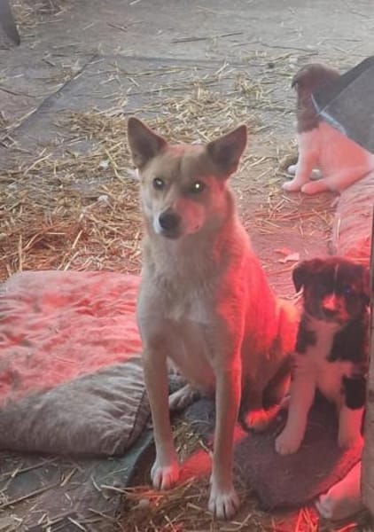 Talia, junge Hundemama sucht Körbchen