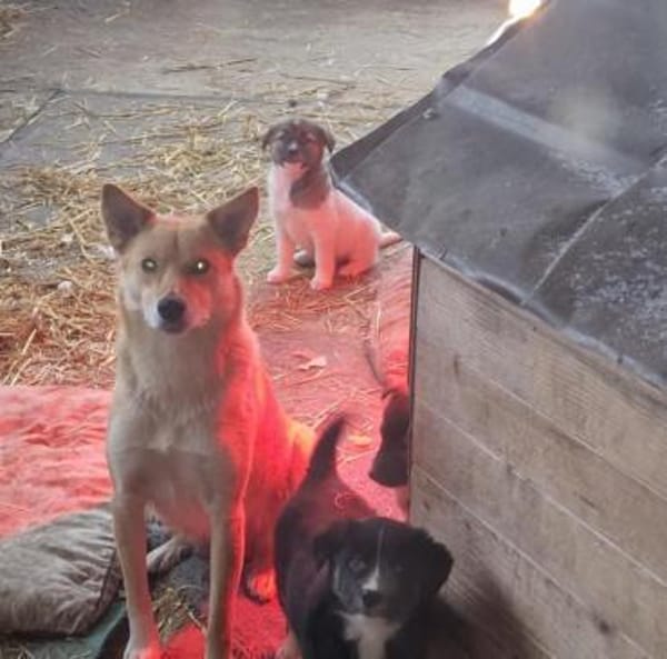 Talia, junge Hundemama sucht Körbchen