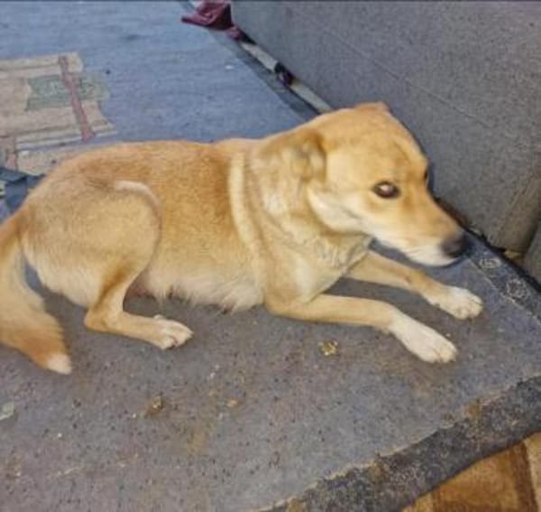 Talia, junge Hundemama sucht Körbchen