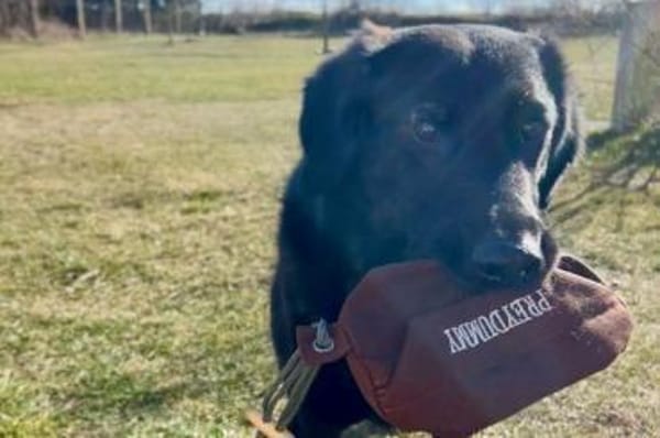 Blacky - Das Glück zum Greifen nah