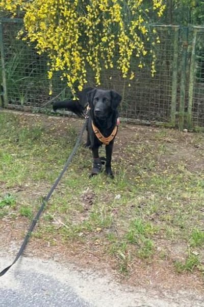 Blacky - Das Glück zum Greifen nah