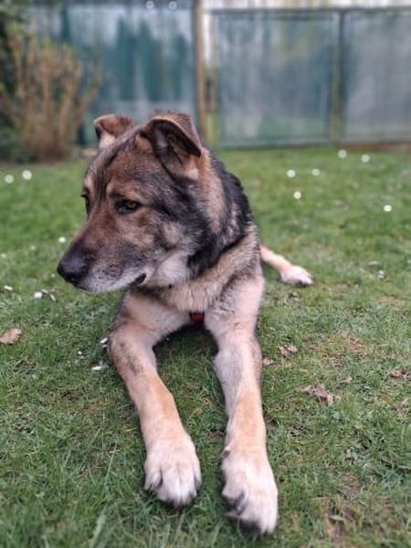 Lobo, sanfter Riese sucht Einzelplatz