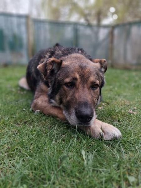 Lobo, sanfter Riese sucht Einzelplatz