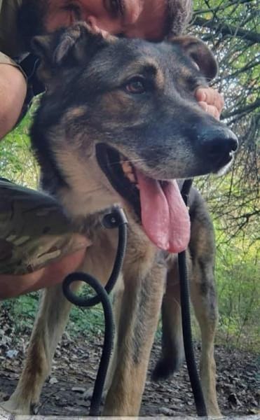 Lobo, sanfter Riese sucht Einzelplatz