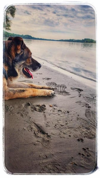 Lobo, sanfter Riese sucht Einzelplatz