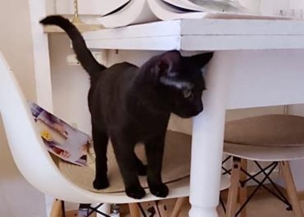 Zuki, neugieriger Pantherjunge, ca. 6 Mo