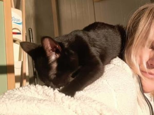 Zuki, neugieriger Pantherjunge, ca. 6 Mo