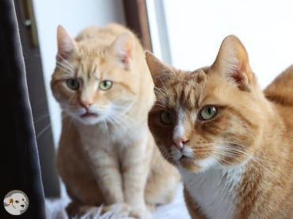 Paula und Charlie suchen ruhiges Zuhause