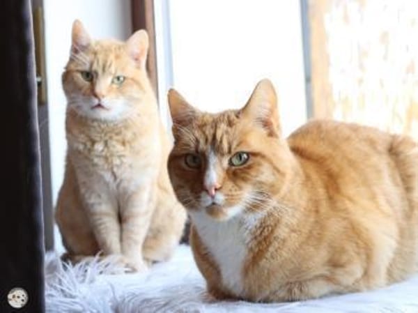 Paula und Charlie suchen ruhiges Zuhause