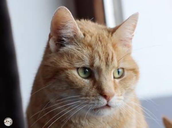 Paula und Charlie suchen ruhiges Zuhause