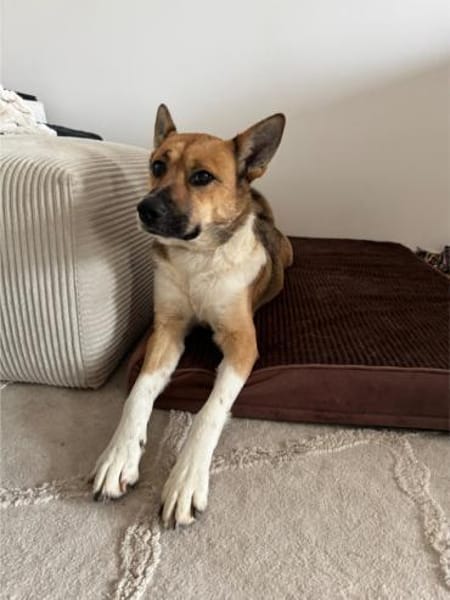 Dugó, liebevoller Herzenshund, ca. 2 Jah