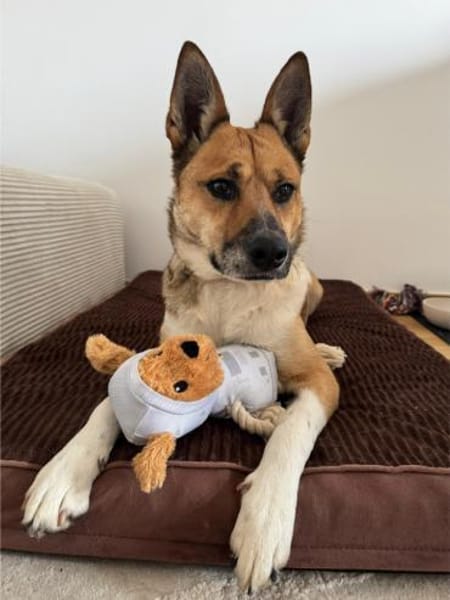 Dugó, liebevoller Herzenshund, ca. 2 Jah