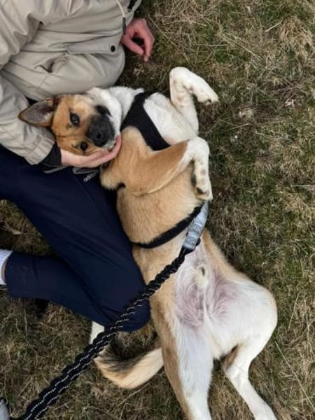 Dugó, liebevoller Herzenshund, ca. 2 Jah