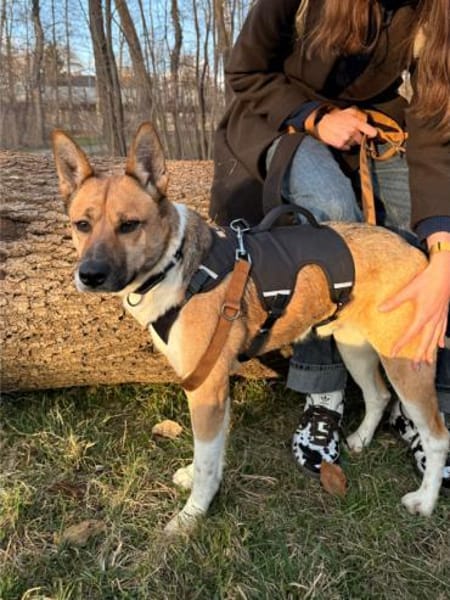 Dugó, liebevoller Herzenshund, ca. 2 Jah