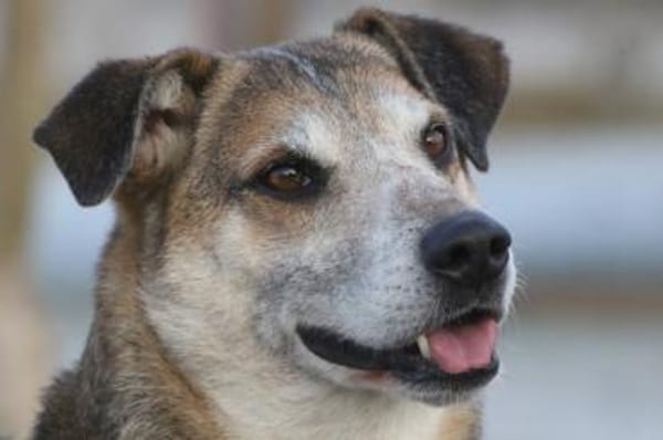 Rudi - sucht seinen Menschen