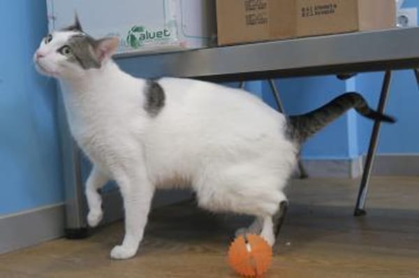 Garfield, verspielt, neugierig, offen