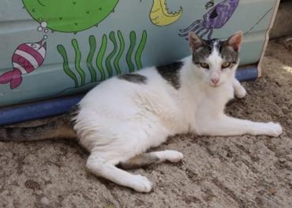 Garfield, verspielt, neugierig, offen