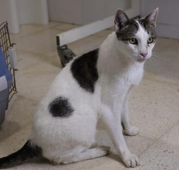 Garfield, verspielt, neugierig, offen