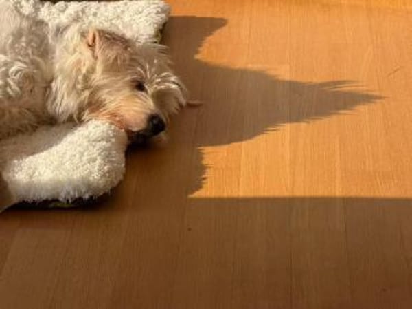 Gina sucht ein Zuhause